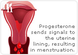 Progesterone sends signals to the uterine lining, resulting in menstruation.