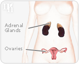 Woman´s body produces testosterone in the ovaries ans adrenal glands
