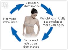 estrogen cycle