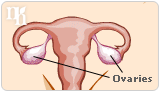 Estrogen hormones are secreted by the ovaries.