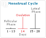  Menstrual cycle