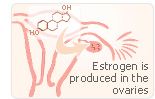 estrogen radicals