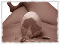 Progesterone Natural Hormones