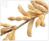 Phytoestrogens are estrogens found in plants, such as soy.
