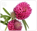 Red clover is used to treat progesterone dominance.