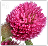 Phytoestrogenic herbs, such as red clover, mimic estrogen when introduced into the body.