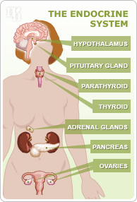 Testosterone functions