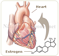 estrogen replacement therapy reduces risk of heart disease 