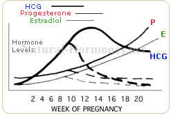 Levels of progesterone during pregnancy