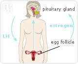 Estrogen helps regulate the menstrual cycle.