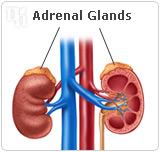 Adrenal glands.