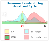 Hormone levels during menstrual cycle